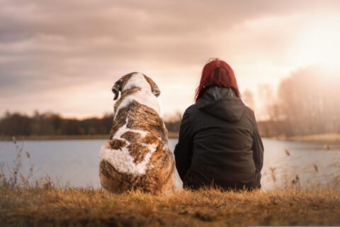 Limpieza tras el fallecimiento de una mascota: servicio profesional en Madrid