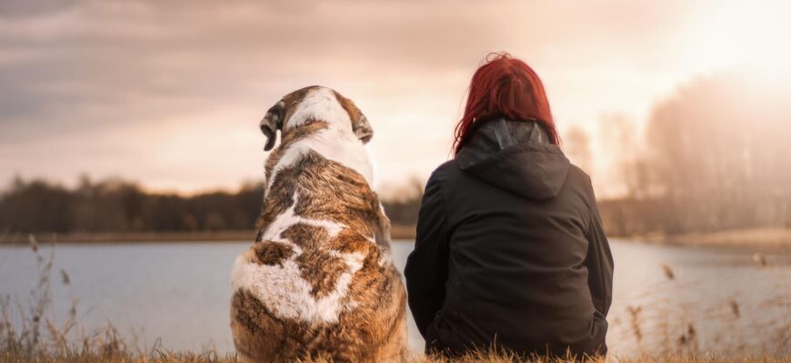 Limpieza tras el fallecimiento de una mascota: servicio profesional en Madrid